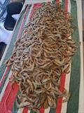A boat limit of Woodgate banana prawn was on offer Anzac Day. Go for another look when the wind eases and turns offshore